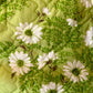 GREEN WITH ENVY COLLARED COAT (L/XL)